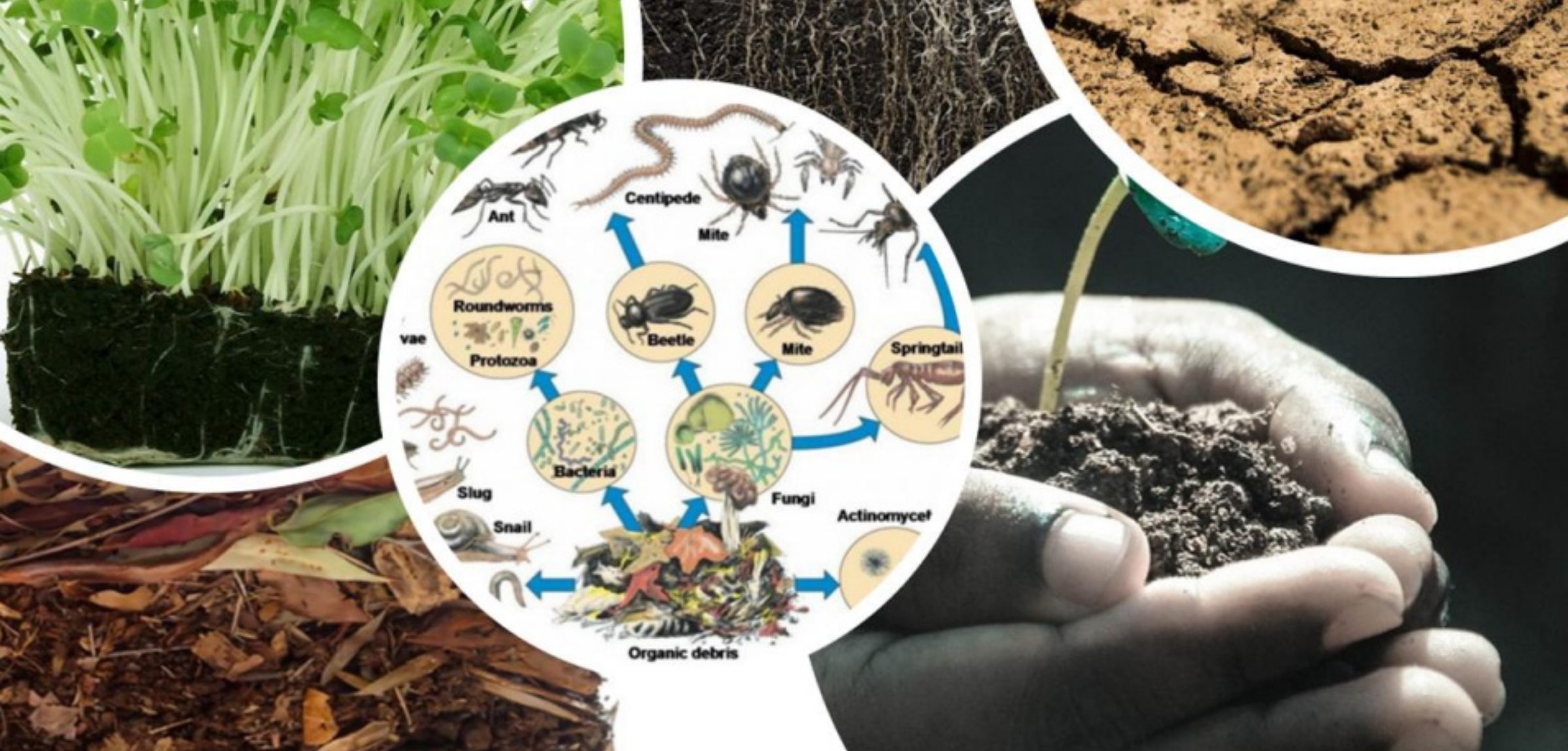 Young soil scientists engaged in field-based soil study