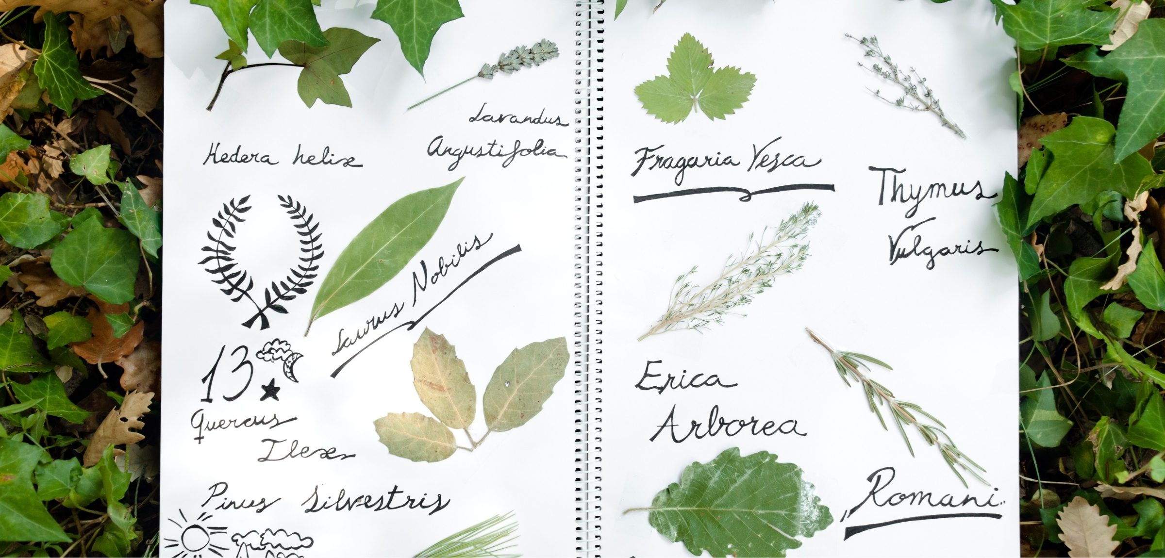 Pressed and labelled botanical specimens on a herbarium study sheet