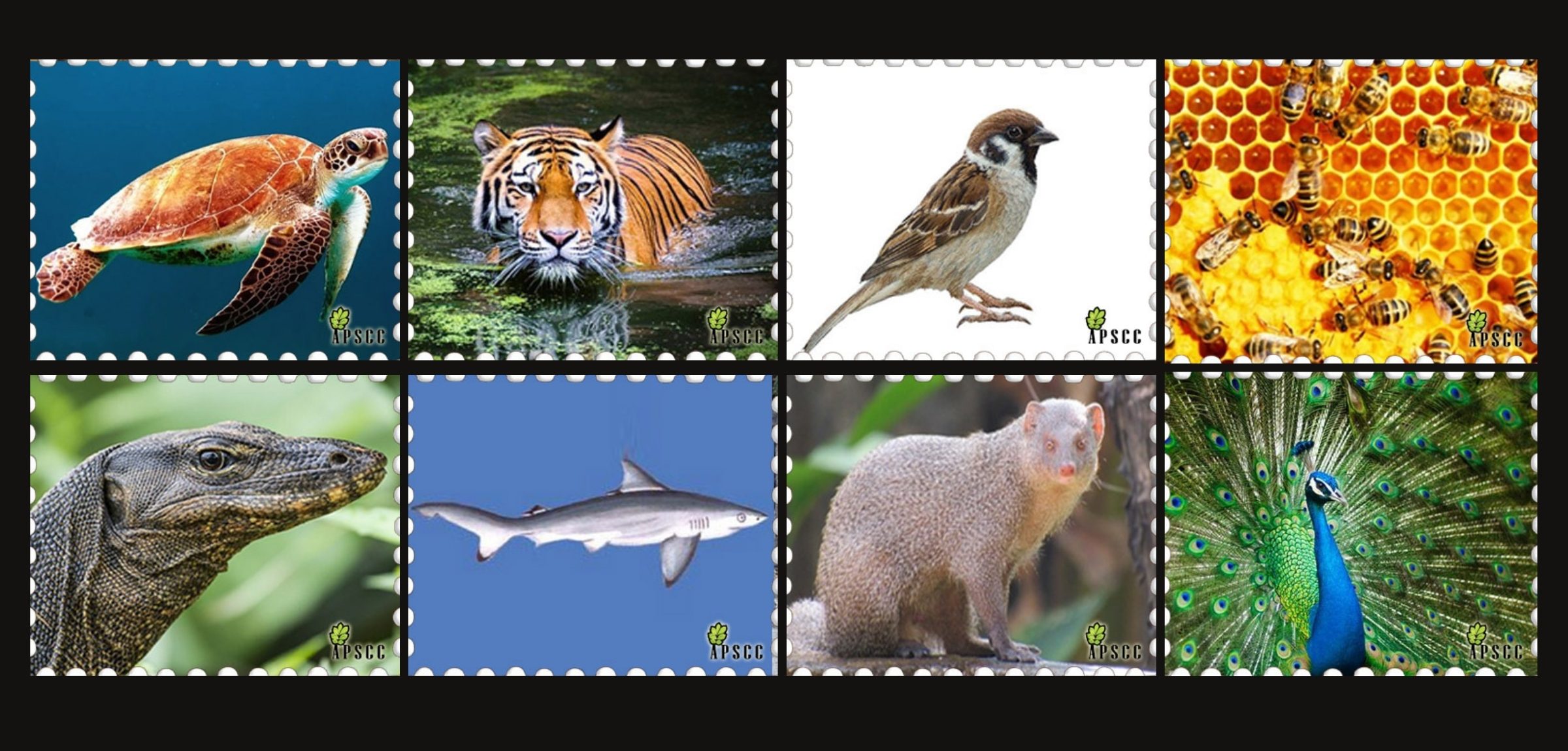 Launch of the APSCC Wildlife Protection & Conservation Network