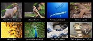 Wildlife Protection & Conservation Network